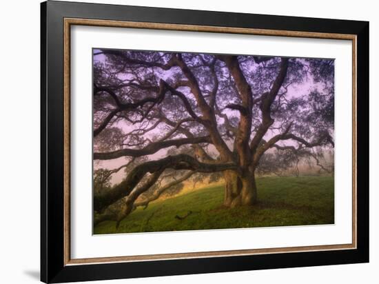 Majestic Wild Oak, Petaluma, California-null-Framed Photographic Print