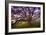 Majestic Wild Oak, Petaluma, California-null-Framed Photographic Print