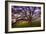 Majestic Wild Oak, Petaluma, California-null-Framed Photographic Print