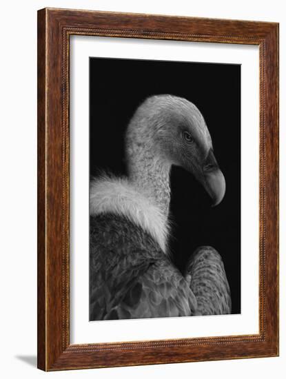 Majestic-Jimmy Hoffman-Framed Giclee Print