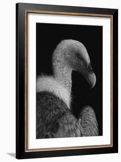 Majestic-Jimmy Hoffman-Framed Giclee Print