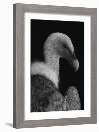 Majestic-Jimmy Hoffman-Framed Giclee Print