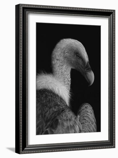 Majestic-Jimmy Hoffman-Framed Giclee Print