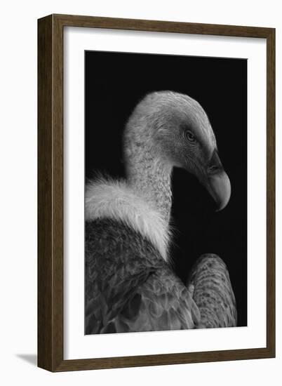 Majestic-Jimmy Hoffman-Framed Giclee Print