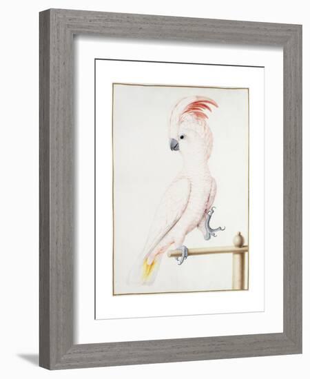 Major Mitchell's Cockatoo-Nicolas Robert-Framed Giclee Print