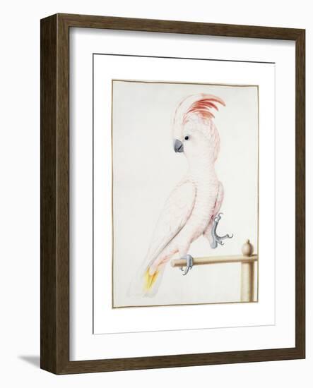 Major Mitchell's Cockatoo-Nicolas Robert-Framed Giclee Print