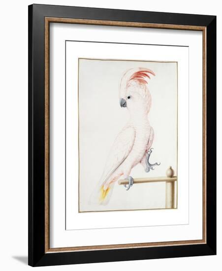 Major Mitchell's Cockatoo-Nicolas Robert-Framed Giclee Print