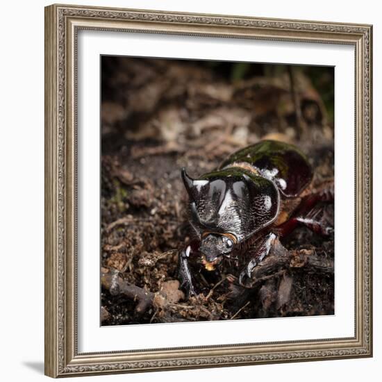 Major Ox, Elephant, or Hercules beetle showing horns, Florida-Maresa Pryor-Framed Photographic Print