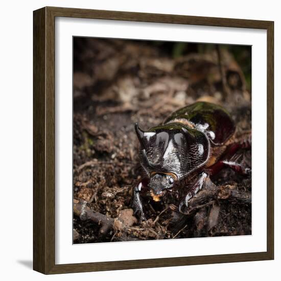 Major Ox, Elephant, or Hercules beetle showing horns, Florida-Maresa Pryor-Framed Photographic Print