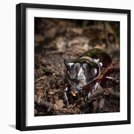 Major Ox, Elephant, or Hercules beetle showing horns, Florida-Maresa Pryor-Framed Photographic Print