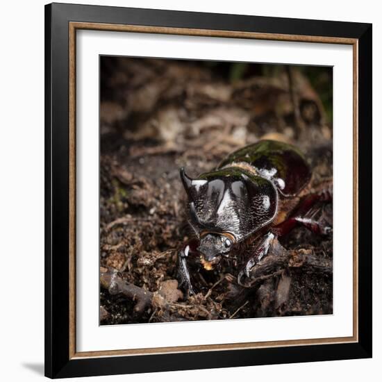 Major Ox, Elephant, or Hercules beetle showing horns, Florida-Maresa Pryor-Framed Photographic Print