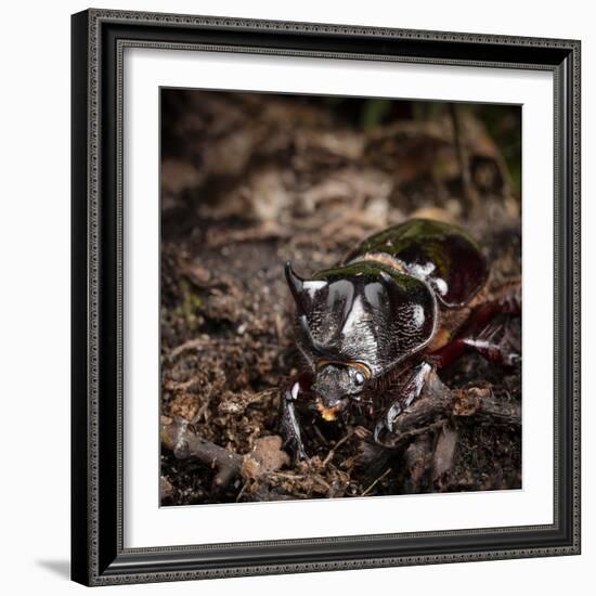 Major Ox, Elephant, or Hercules beetle showing horns, Florida-Maresa Pryor-Framed Photographic Print