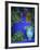 Majorelle Gardens, Marrakesh, Morocco, North Africa-Bruno Morandi-Framed Photographic Print