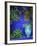 Majorelle Gardens, Marrakesh, Morocco, North Africa-Bruno Morandi-Framed Photographic Print