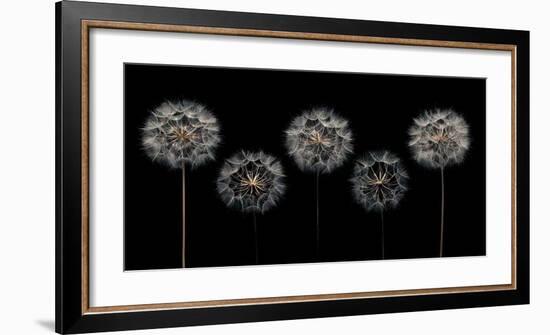 Make A Wish-Assaf Frank-Framed Giclee Print