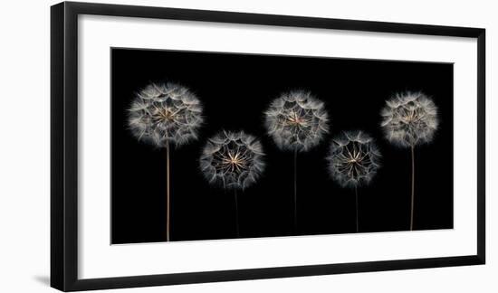 Make A Wish-Assaf Frank-Framed Giclee Print