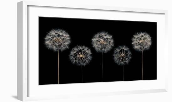 Make A Wish-Assaf Frank-Framed Giclee Print