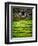 Make Hay While the Sun Shines-Doug Chinnery-Framed Photographic Print