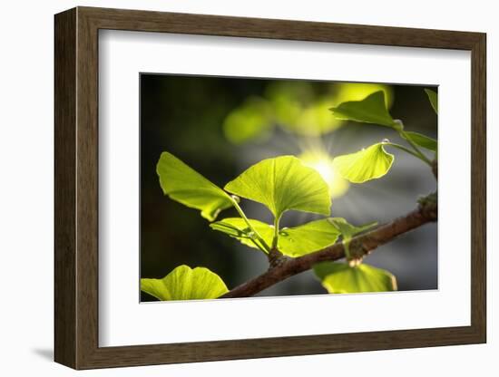 Make Your Nature Rise-Philippe Sainte-Laudy-Framed Photographic Print