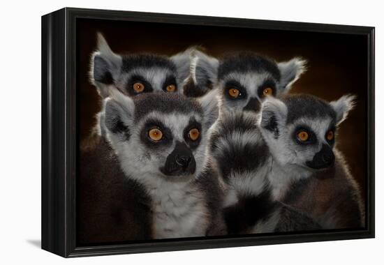 Maki Catta School-Mathilde Guillemot-Framed Premier Image Canvas