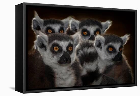 Maki Catta School-Mathilde Guillemot-Framed Premier Image Canvas