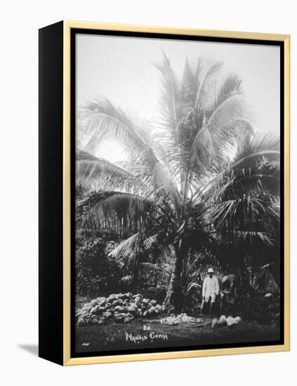 Making Copra, Solomon Islands, Fiji, 1905-null-Framed Premier Image Canvas