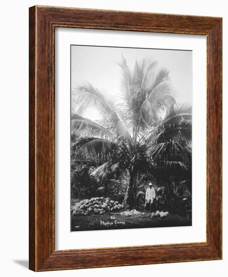 Making Copra, Solomon Islands, Fiji, 1905-null-Framed Giclee Print