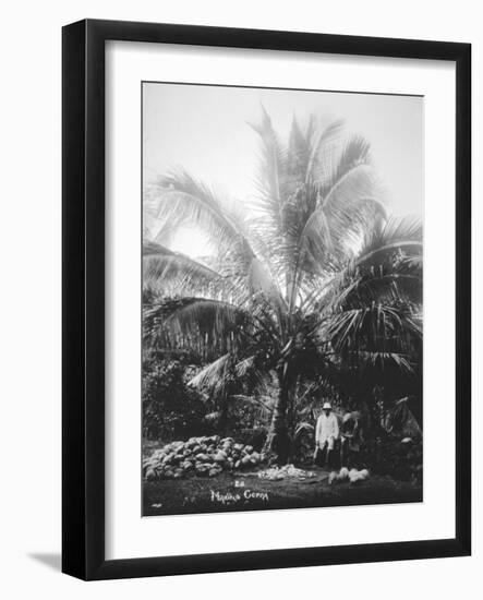 Making Copra, Solomon Islands, Fiji, 1905-null-Framed Giclee Print