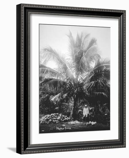 Making Copra, Solomon Islands, Fiji, 1905-null-Framed Giclee Print