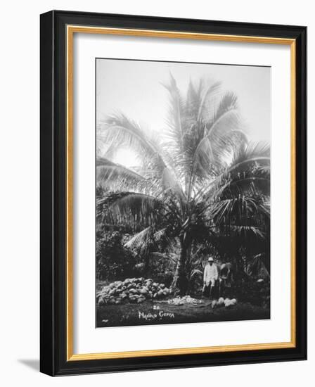 Making Copra, Solomon Islands, Fiji, 1905-null-Framed Giclee Print