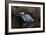 Making Strides - Great Blue Heron-Wilhelm Goebel-Framed Giclee Print