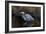 Making Strides - Great Blue Heron-Wilhelm Goebel-Framed Giclee Print