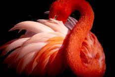 Flamingo-Makoto Nishikura-Mounted Photographic Print