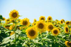 Field of Beautiful Bright Sunflowers against the Blue Sky. Summer Flowers-Maksym Protsenko-Photographic Print