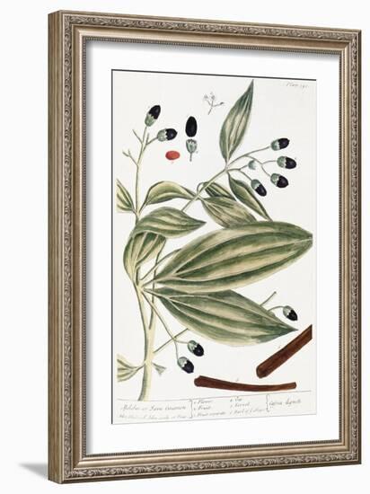 Malabar Cinnamon, 1735-Elizabeth Blackwell-Framed Giclee Print