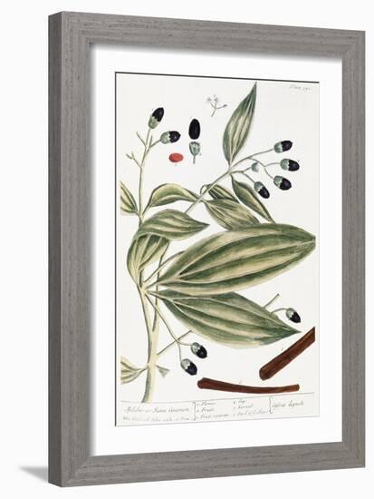 Malabar Cinnamon, 1735-Elizabeth Blackwell-Framed Giclee Print