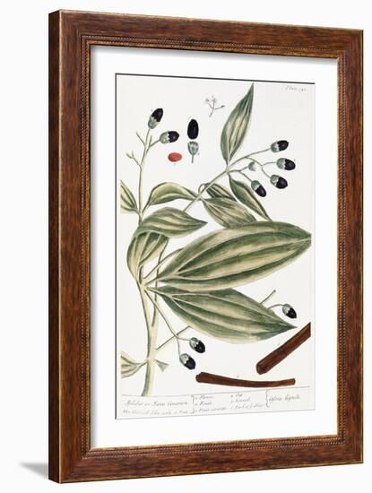 Malabar Cinnamon, 1735-Elizabeth Blackwell-Framed Giclee Print