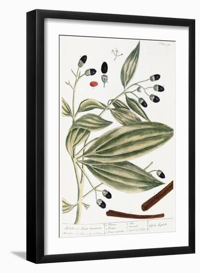 Malabar Cinnamon, 1735-Elizabeth Blackwell-Framed Giclee Print