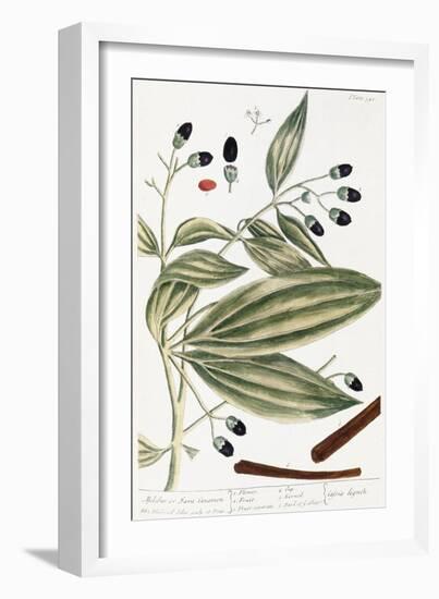 Malabar Cinnamon, 1735-Elizabeth Blackwell-Framed Giclee Print