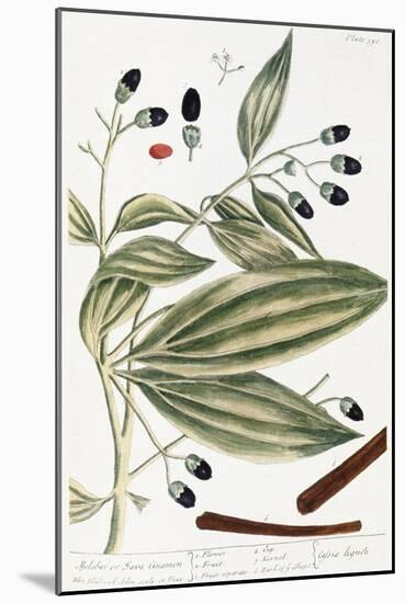Malabar Cinnamon, 1735-Elizabeth Blackwell-Mounted Giclee Print