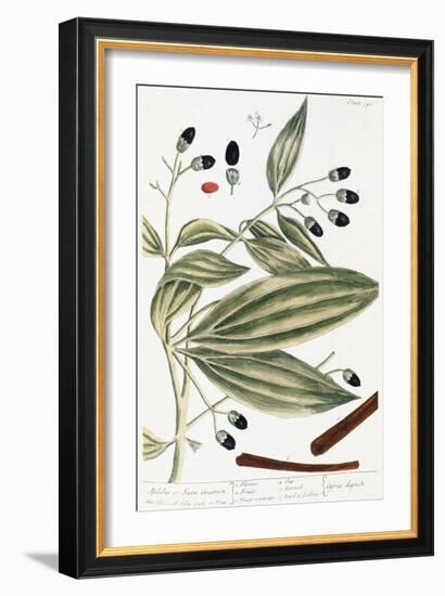 Malabar Cinnamon, 1735-Elizabeth Blackwell-Framed Giclee Print