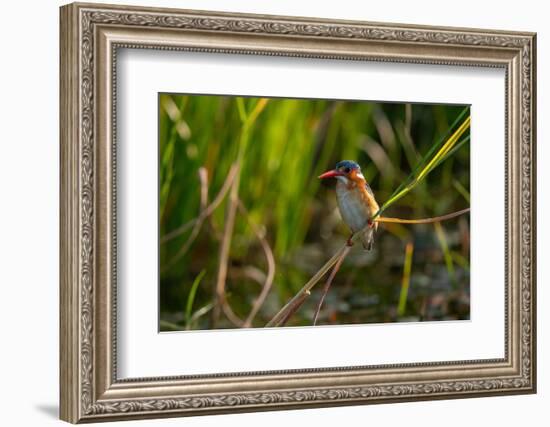 Malachite Kingfisher (Corythornis cristatus), Okavango Delta, Botswana, Africa-Sergio Pitamitz-Framed Photographic Print