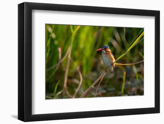 Malachite Kingfisher (Corythornis cristatus), Okavango Delta, Botswana, Africa-Sergio Pitamitz-Framed Photographic Print