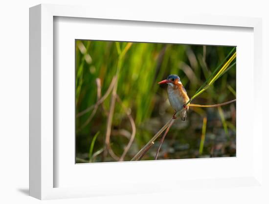 Malachite Kingfisher (Corythornis cristatus), Okavango Delta, Botswana, Africa-Sergio Pitamitz-Framed Photographic Print