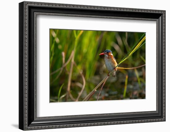 Malachite Kingfisher (Corythornis cristatus), Okavango Delta, Botswana, Africa-Sergio Pitamitz-Framed Photographic Print