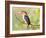 Malachite Kingfisher Full Bleed-Martin Fowkes-Framed Giclee Print