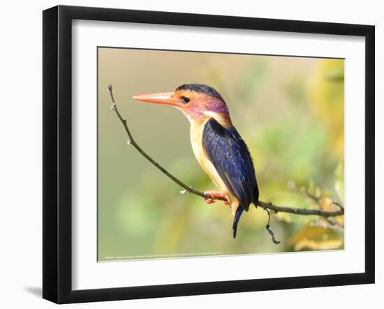 Malachite Kingfisher Full Bleed-Martin Fowkes-Framed Giclee Print