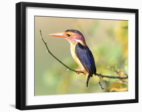 Malachite Kingfisher-Martin Fowkes-Framed Giclee Print