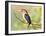 Malachite Kingfisher-Martin Fowkes-Framed Giclee Print