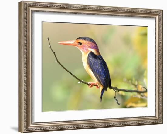 Malachite Kingfisher-Martin Fowkes-Framed Giclee Print